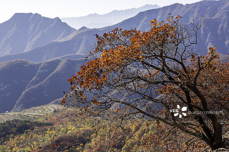 一树红叶迎深秋图片素材