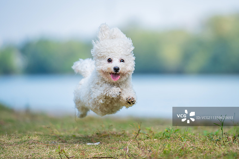 开心的比熊在草地上奔跑图片素材