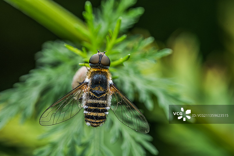 蜂虻图片素材