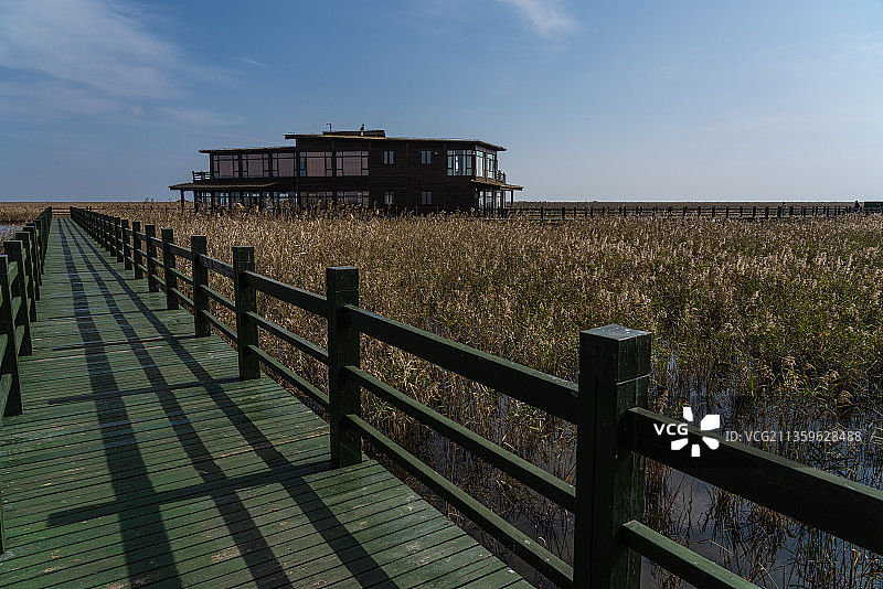 上海崇明东滩候鸟自然保护区图片素材