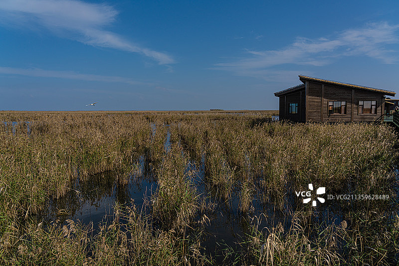 上海崇明东滩候鸟自然保护区图片素材