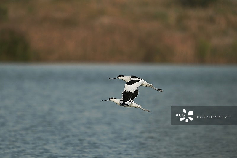飞过湖面的鸟的特写镜头图片素材