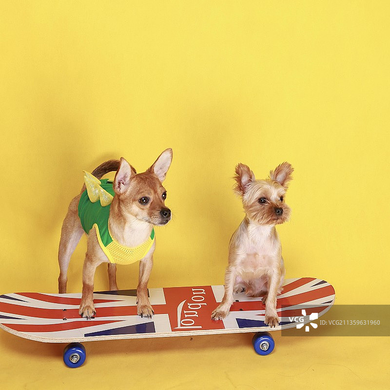 宠物之间互动玩耍图片素材