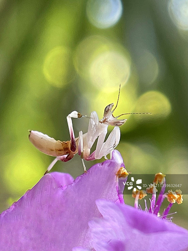 亭亭玉立·兰花螳螂图片素材
