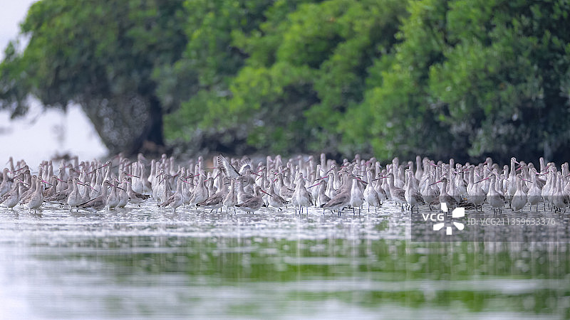 黑尾塍鹬图片素材