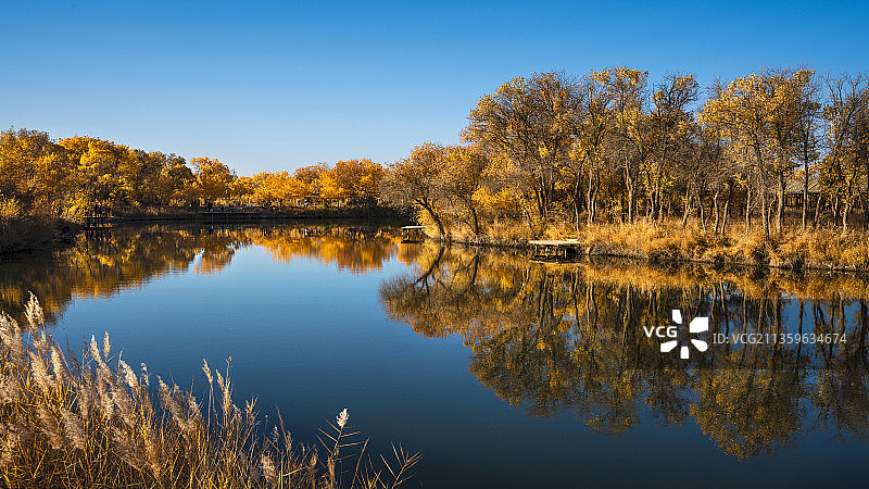 泽普金胡杨林图片素材