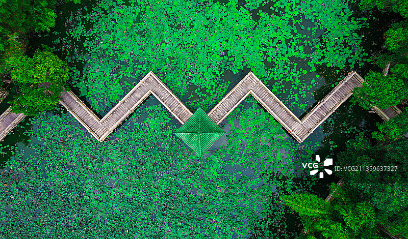 败荷残莲别样美图片素材