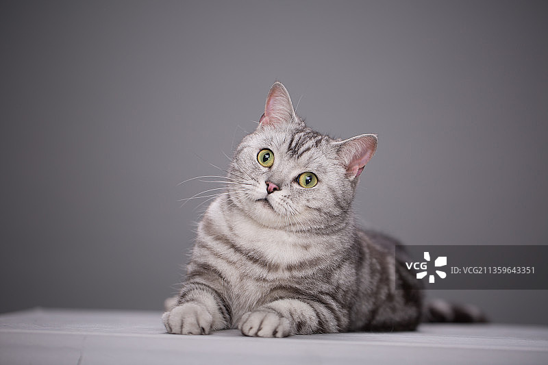 宠物纯底美短素材图片图片素材