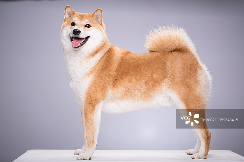 宠物纯底柴犬素材图片图片素材