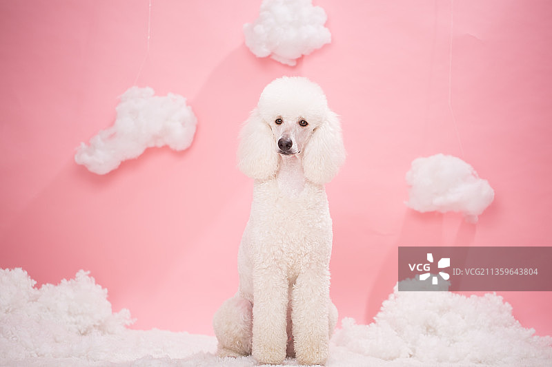 宠物纯底贵宾素材图片图片素材