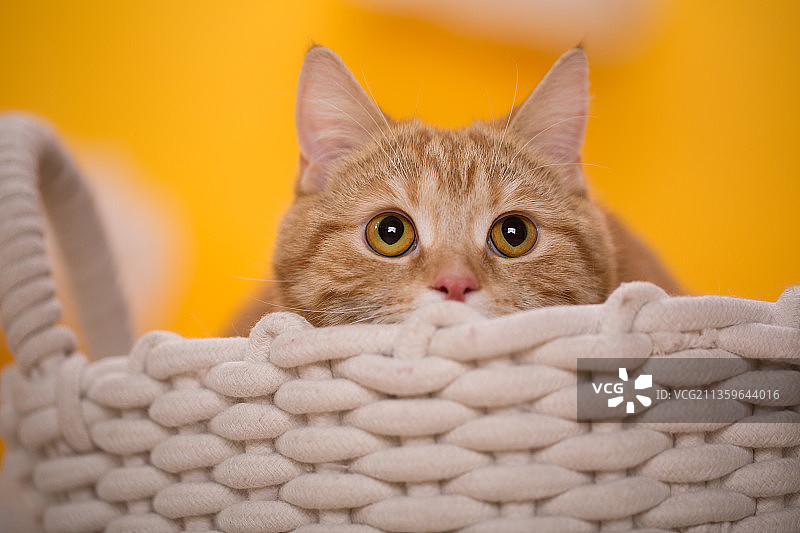 宠物纯底美短素材图片图片素材