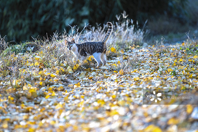湖北恩施山村：初冬里一只流浪的小猫图片素材