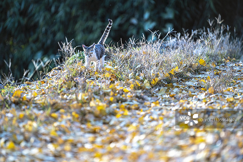湖北恩施山村：初冬里一只流浪的小猫图片素材