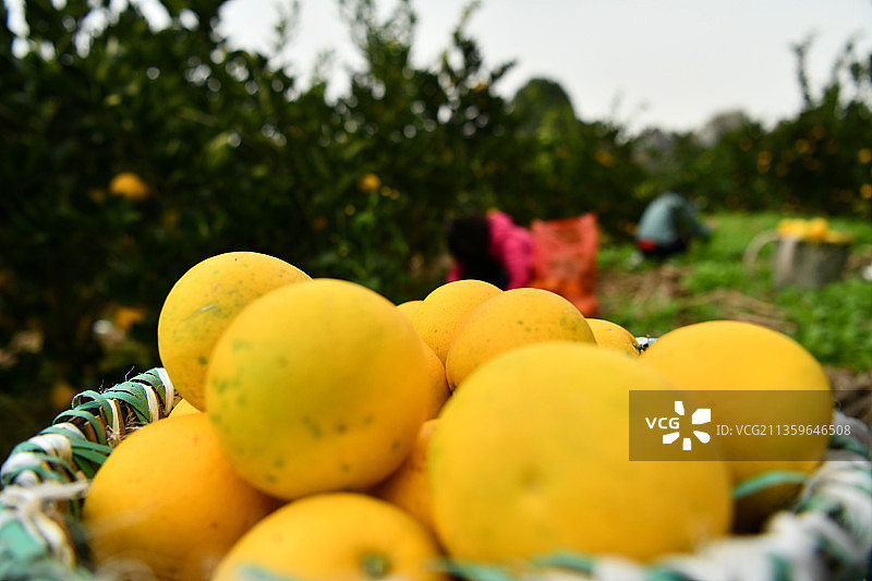 贵州省遵义胡柚图片素材