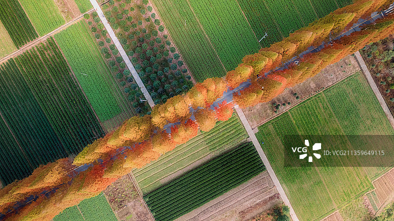 最美水杉公路图片素材