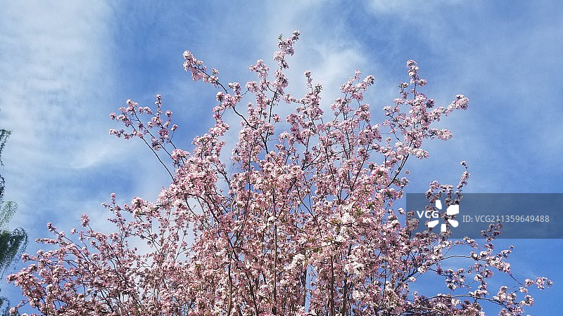 海棠花 春天 粉色花朵 蓝天图片素材