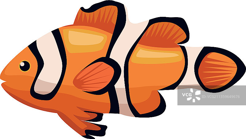 海洋生物动物眼斑海葵鱼图片素材