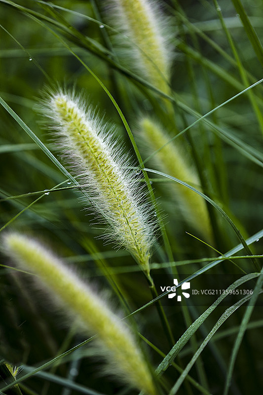 小草也晶莹剔透图片素材