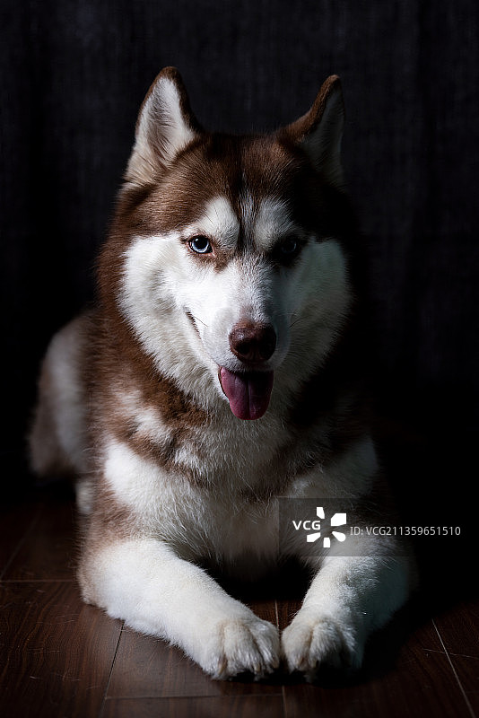 宠物哈士奇图片素材