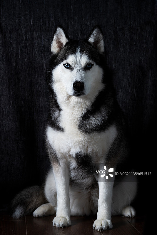 宠物哈士奇图片素材