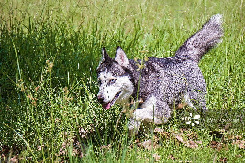 宠物哈士奇图片素材
