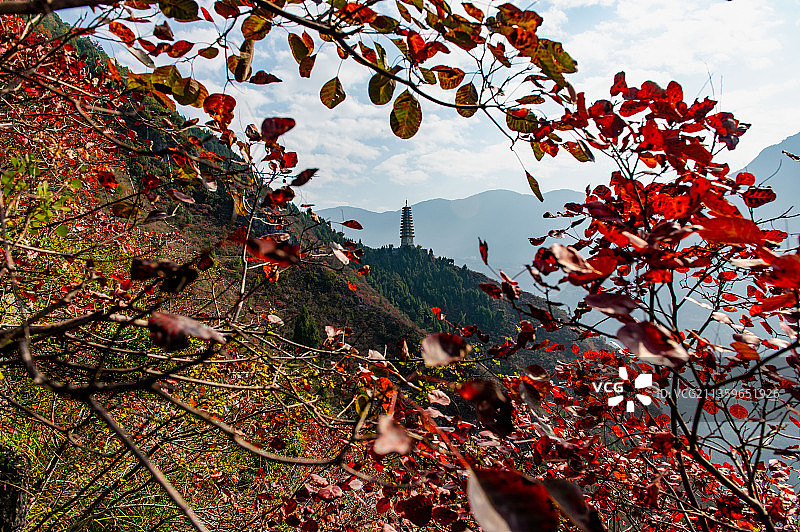 重庆巫山：文峰观红叶漫山游客如织图片素材