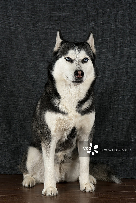 宠物哈士奇图片素材