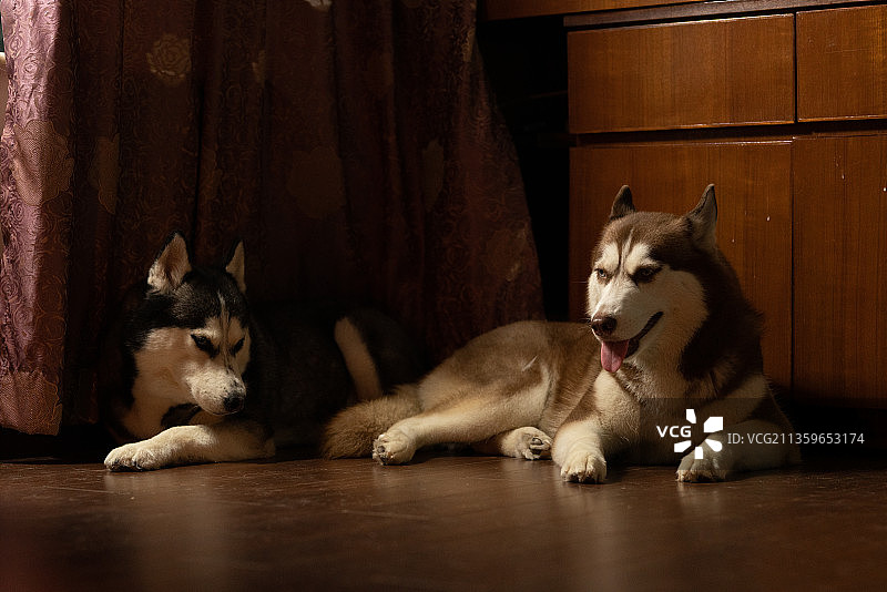 宠物哈士奇图片素材