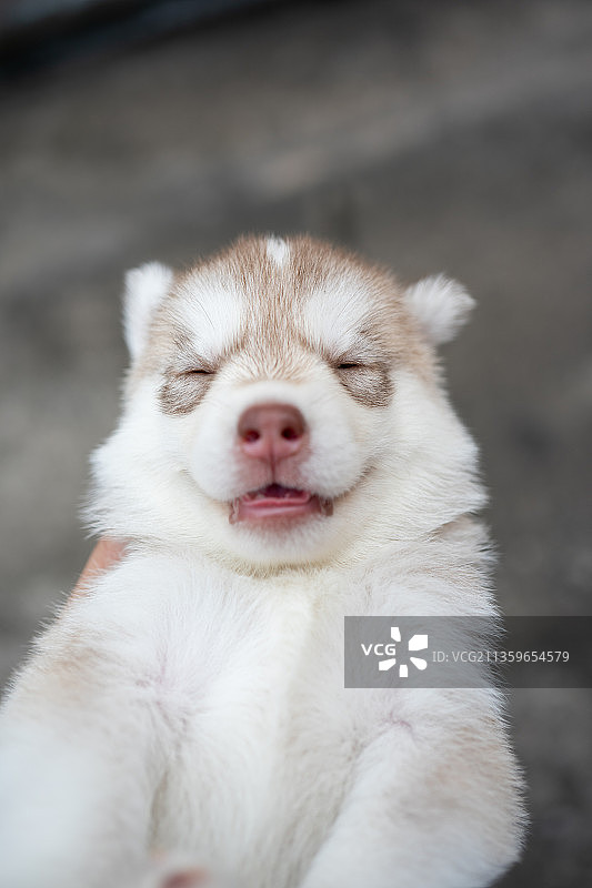 宠物哈士奇图片素材