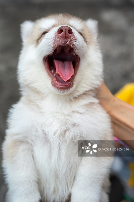 宠物哈士奇图片素材