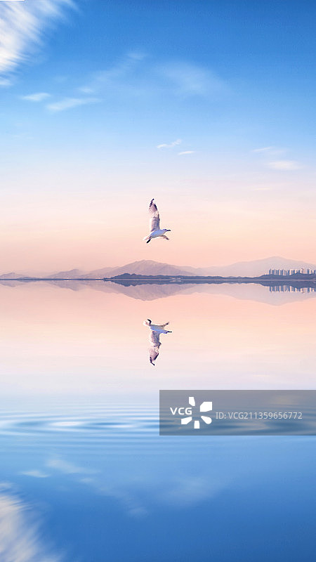 黄昏海洋上一只鸟飞过图片素材