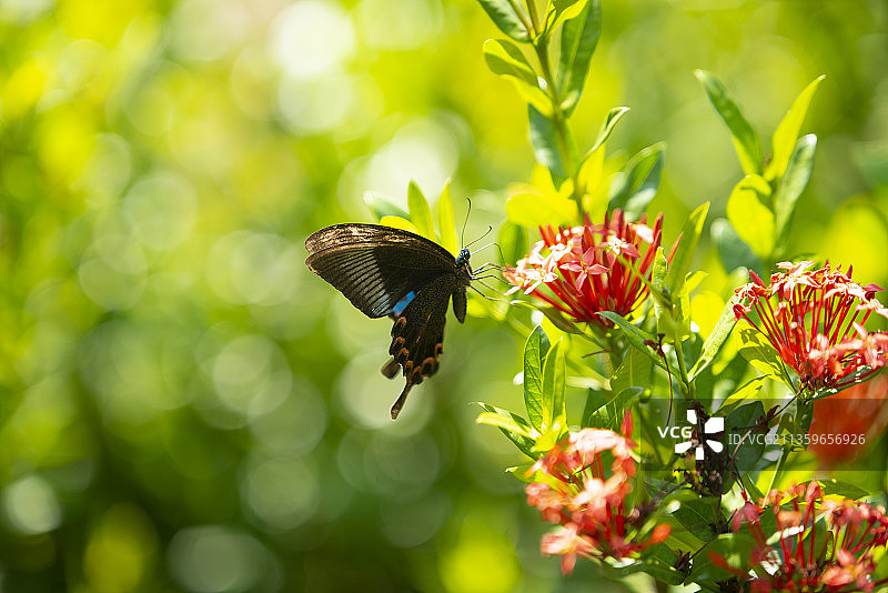 碧凤蝶图片素材