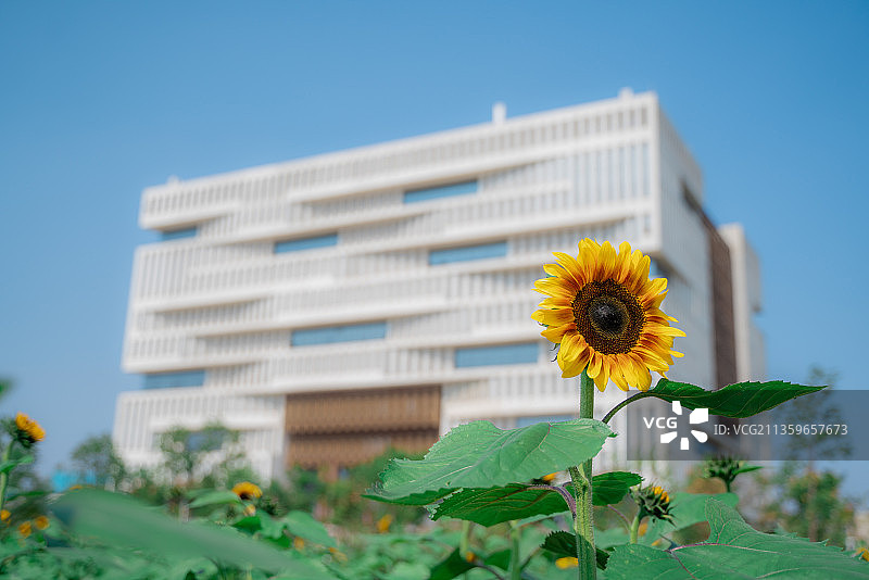 中国湖北省武汉市武汉理工大学马房山校区南湖图书馆向日葵图片素材