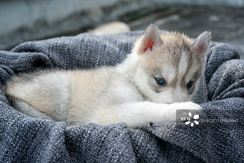 宠物哈士奇图片素材