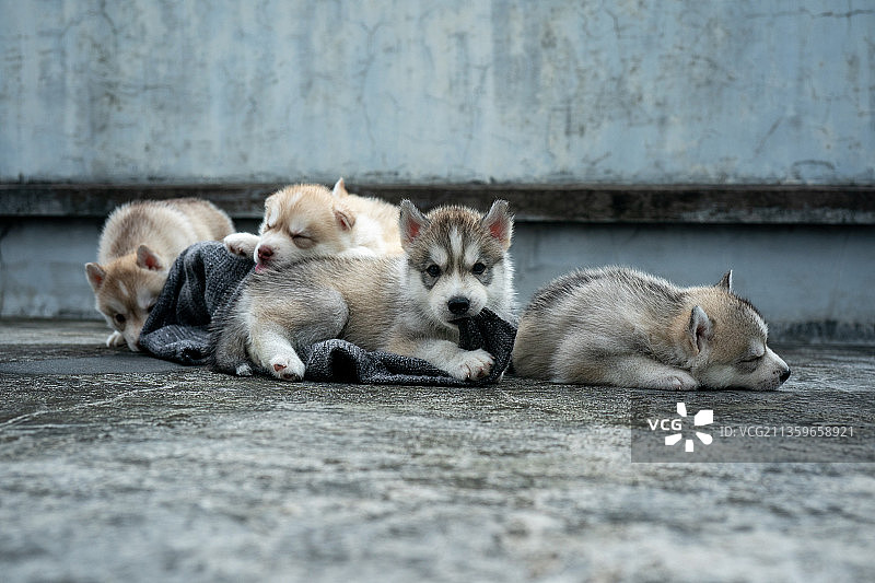 宠物哈士奇图片素材