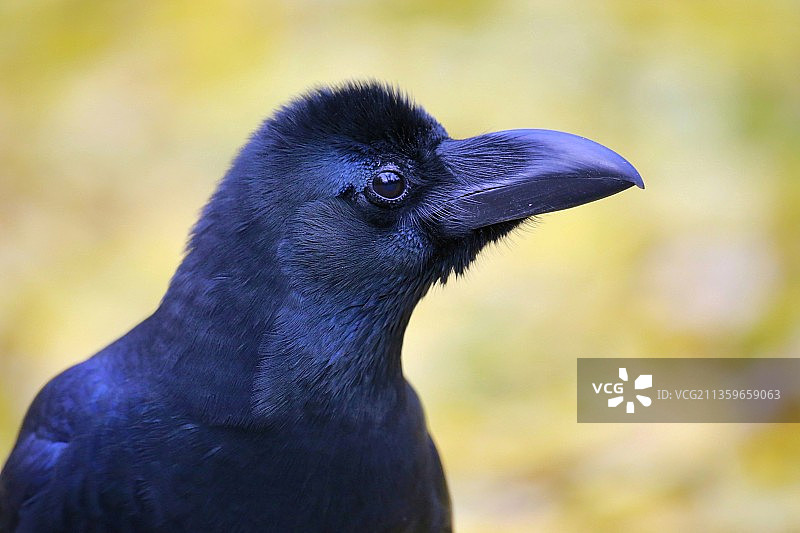 乌鸦的特写镜头图片素材