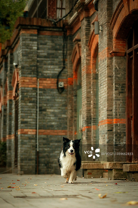 上海街拍老建筑边境牧羊犬图片素材