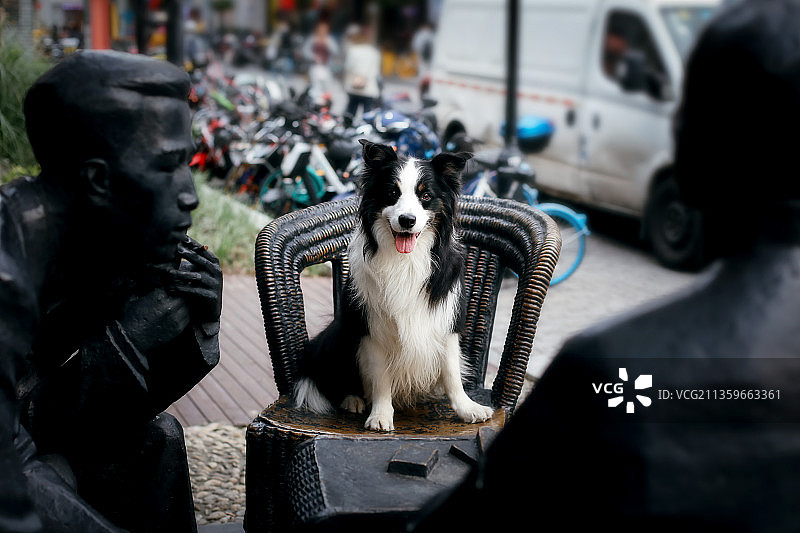 与名人对话的边境牧羊犬图片素材