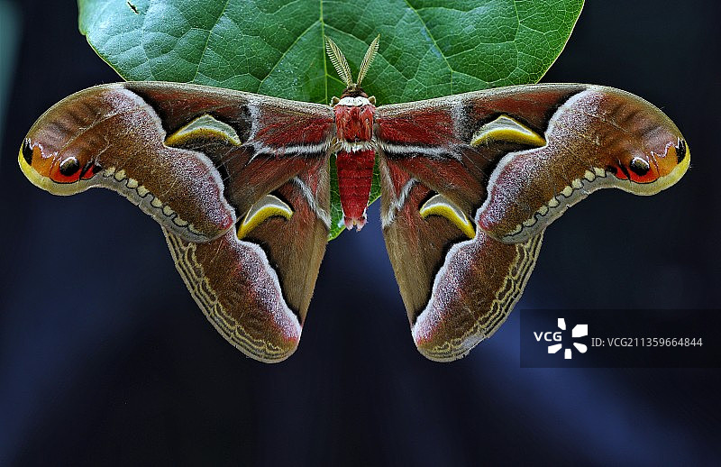 眉纹天蚕蛾图片素材