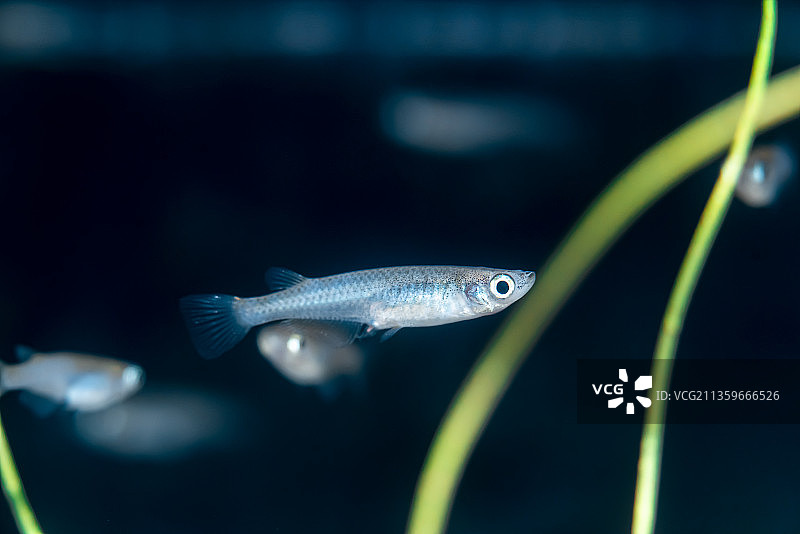 青鳉。图片素材