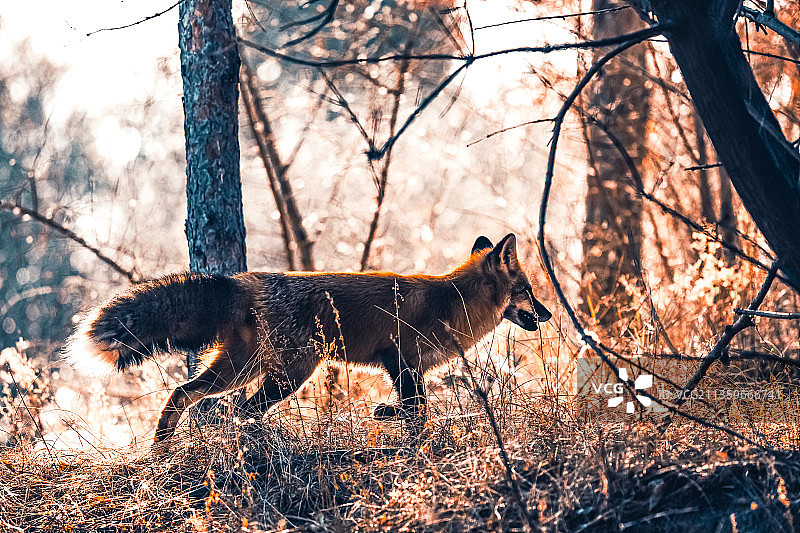穿越丛林的狐狸野外生存图片素材