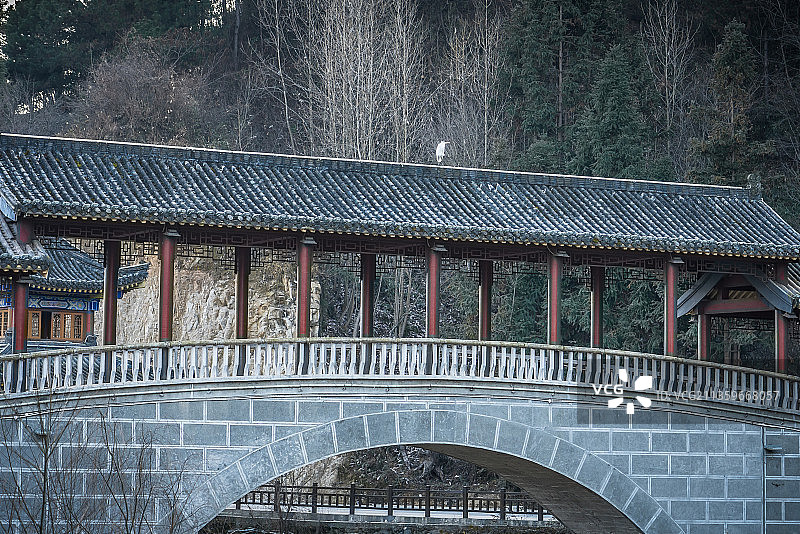 朱鹮鸟图片素材