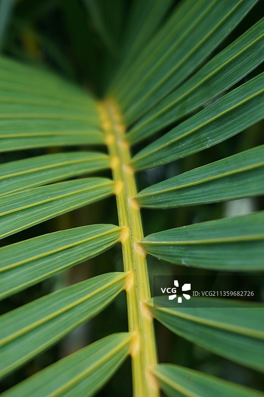棕榈叶图片素材