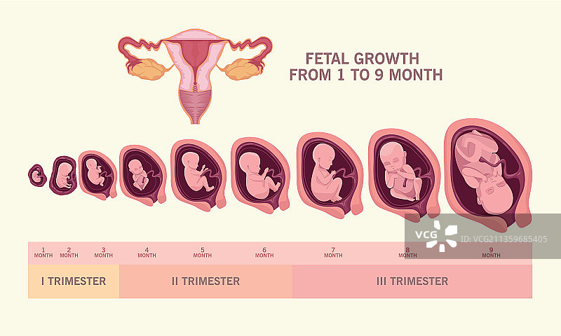 胎儿发育与子宫图片素材