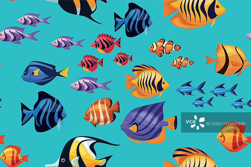 一群外来鱼图片素材