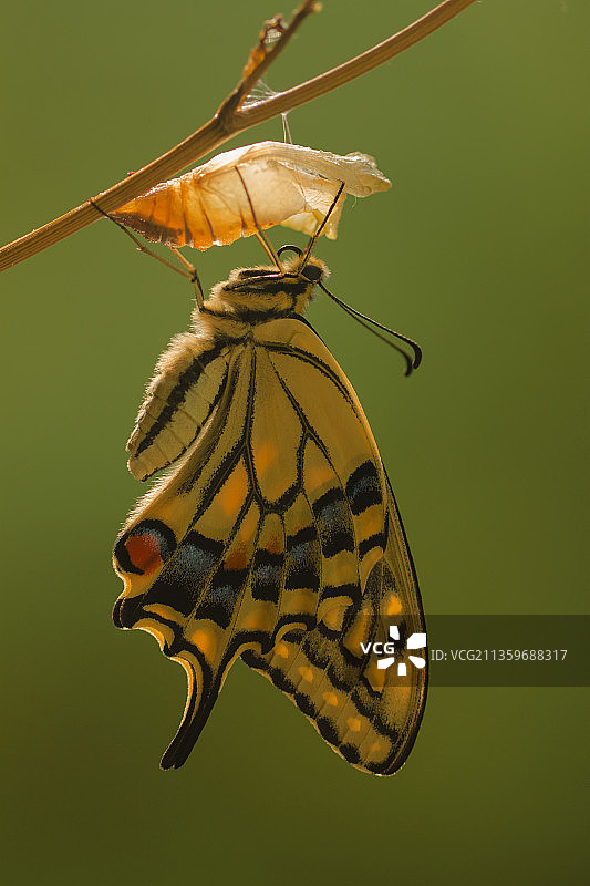 金凤蝶—蜕壳化蝶图片素材