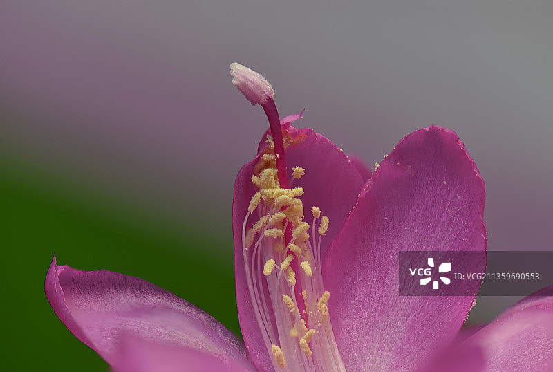 蟹脚兰图片素材