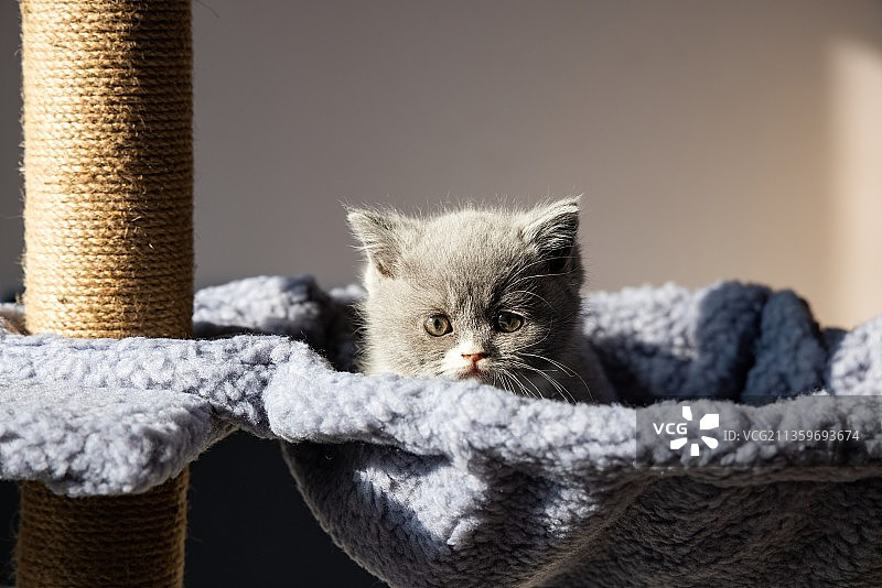 幼猫蓝猫可爱阳光下照片图片素材