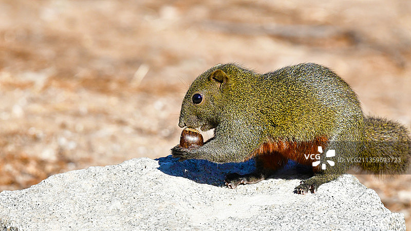 松鼠举栗子图片素材