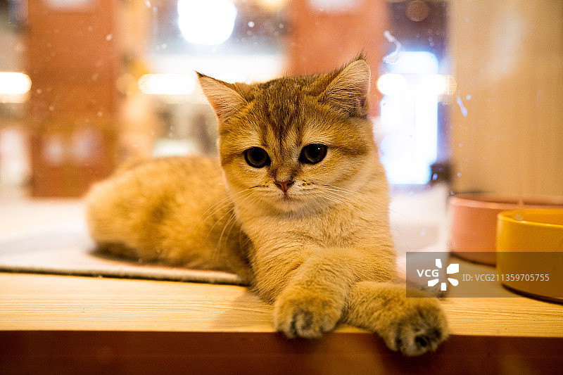 可爱小猫图片素材